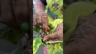 Happy gardening 🌻🌻🌻 seetha cooking villagechef cheffood delicious food chefrecipes recipe [upl. by Loferski]