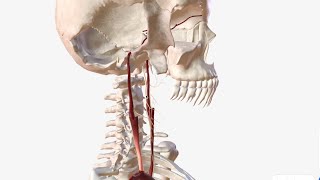 Internal Carotid Artery  Anatomy Branches amp Relations [upl. by Llehsad]