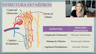 Fisiologia Renal Estrutura do Néfron [upl. by Garling361]