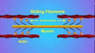 5 Details of ActinMyosin Crosslinking [upl. by Neenaj92]