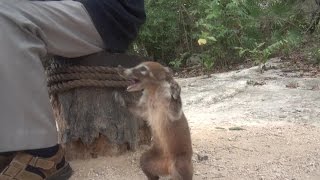 Sõbralik mehhiko ninakaru nasua nasua Curious and friendly South American coati [upl. by Eidarb]