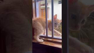 Cutest little 🐱😳cats cuteanimals short tranding viralshorts [upl. by Inahc]