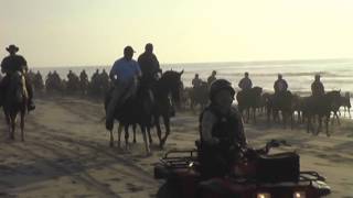 Chincoteague Pony Beach Walk [upl. by Owades634]