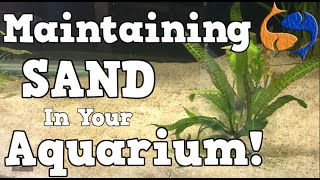 Maintaining A Sand Substrate In Your Aquarium KGTropicals [upl. by Vanni]