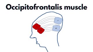 Occipitofrontalis  Anatomy origin insertion and features of the occipitofrontalis [upl. by Tedi743]