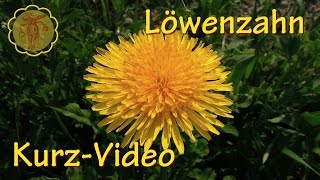 Heilpflanze Löwenzahn  KurzVideo [upl. by Lebiram]