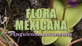 Pinguicola moranensis  La Flora de México [upl. by Root]