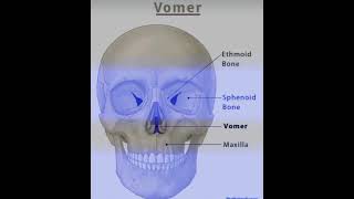 Vomer bone [upl. by Arbmat]