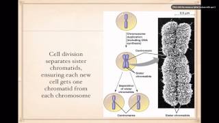 The Cell Cycle [upl. by Thoer219]