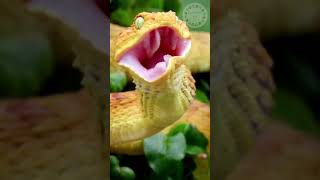 Bush Viper  Beautiful But Deadly shorts [upl. by Rayner]