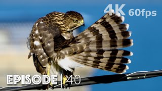 Cat TV  AMAZING Birdwatching for Bird Lovers Cats amp Dogs  4K UHD [upl. by Case994]