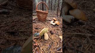 Forest therapy PorcinoCepBolet shorts new nature trending mushroom wood viralvideo pilze [upl. by Cis]