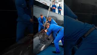 Heroes of the sea save critically injured humpback whale from death [upl. by Efioa]