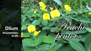 Pinto peanut Arachis pintoi  part 1 [upl. by Hollis]