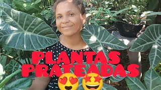 PLANTAS PRATEADASLINDAS DEMAIS ❤️😍 [upl. by Malet847]