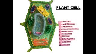 How to make a plant cell model School Project The4Pillars [upl. by Moreta]