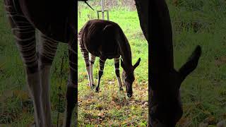 Okapi shorts wildlife wildlifephotography [upl. by Culosio]