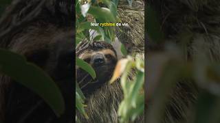 Pourquoi les paresseux sontils si lents 🦥MystèreAnimal CuriositéNaturelle MindCurio [upl. by Nolahs]