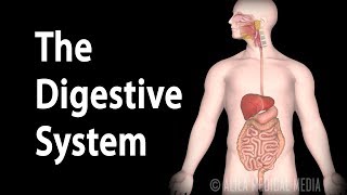 Physiology Basics the Digestive System Animation [upl. by Aylward]