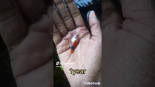 Life of a platy🐠Like and subscribe fish fishkeeping fishkeeper pondfishing pondfish subscribe [upl. by Liman]