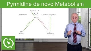 Pyrmidine de novo Metabolism ATCase Reaction – Biochemistry  Lecturio [upl. by Atnek]