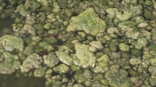 NOT TERRIFIC NOT TOXIC Bloom found in Cape Coral canal not bluegreen algae [upl. by Monk]