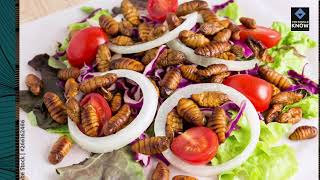 Top 10 Recipes for Cooking with Edible Insects [upl. by Prosper]