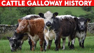 ⭕ Cattle Breeds Galloway History ✅ Cattle Galloway  Bulls [upl. by Nedrud38]