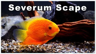 Severum Fish Tank Aquascape A Scape Without Plants [upl. by Aiblis91]