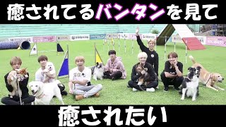 日本 語 BTS  【BTSと子犬】バンタンも犬も可愛すぎるドッグトレーナー体験【日本語字幕】 [upl. by Reteip844]