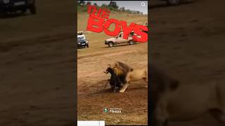 Male lion vs female lion face attack 🤯☠️ animals shortsfeed lion shorts filmora [upl. by Millard]