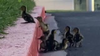 Ducklings Struggle to Climb up Curb While Crossing Street Behind Mother Duck [upl. by Luzader]