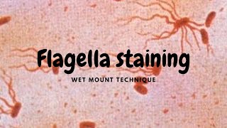 Flagella Staining  WetMount Procedure Ryu method [upl. by Enilehcim591]