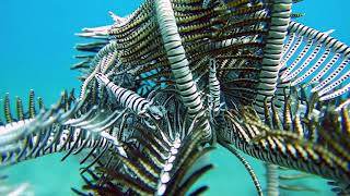 Shrimp Laomenes amboinensis on feather star Capillaster multiradiatus in Philippines coral reef [upl. by Zetta]