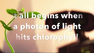 THE PHOTOSYNTHESIS REVISION SONG [upl. by Jarnagin]