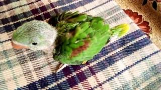 baby parrot first time outside the brooder  baby parrot sound [upl. by Nevram340]