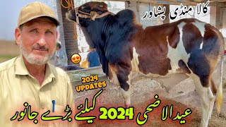 Kala Maweshi Mandi Peshawar New Update 1452024 Eid Ul Azha Bulls Price 2024  Khyber Social Tv [upl. by Erdreid788]