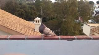 Gaditanos de vuelo en Benalmádena [upl. by Mindi803]