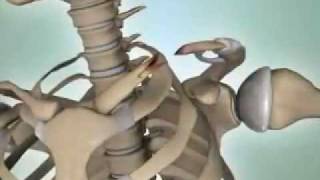 Shoulder Fractures  DePuy Videos [upl. by Akahc899]