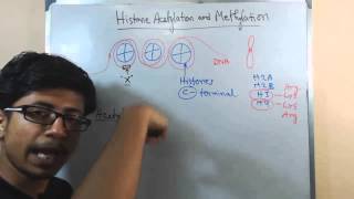 Histone acetylation and methylation [upl. by Josey]