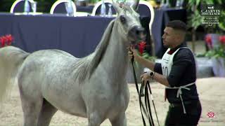 N 10 RITAJ KOUTOUBIA El Jadida 2024 Moroccan Arab Horse Breeders Cup Yearling Fillies Class 1 [upl. by Josefa]