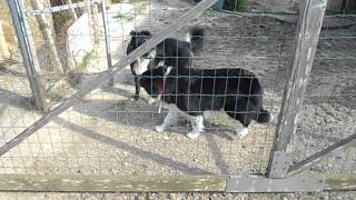 Border Collie Mating  Female Border rejects the male [upl. by Afesoj88]