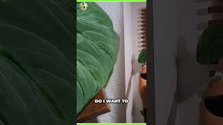 Transform Your Space DIY Plant Wall Aesthetics [upl. by Ezana]