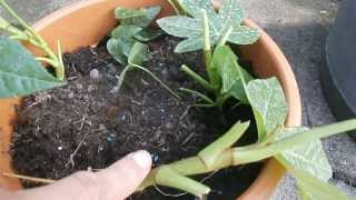 Making more  propagating Fatsia Japonica [upl. by Hoag]