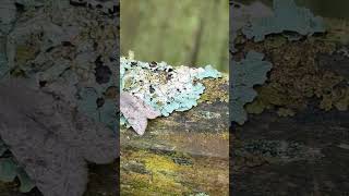 An interesting selection of moths in March [upl. by Dichy]