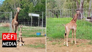 Casela Nature Parks accueille le deuxième bébé girafe mauricien [upl. by Telimay]