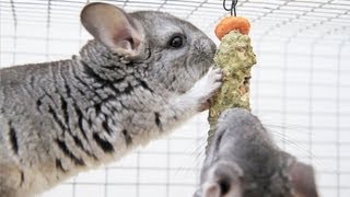 Chinchilla STICK TREAT [upl. by Anah815]