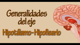 Generalidades del eje hipotálamohipofisario  Fisiología [upl. by Harac16]