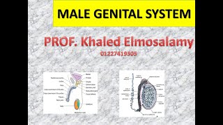 Histology of testis 1  Male genital system [upl. by Haidadej]