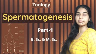 Spermatogenesis Part1  B Sc and M Sc  Zoology [upl. by Ardra]